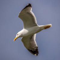 Чайка серебристая :: Barguzin_45 Иваныч