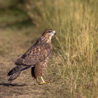 Обыкновенннй Канюк :: Barguzin_45 Иваныч