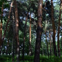 Сосновый лес. :: Наталья Вязигина