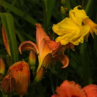 *** :: Владимир Безбородов