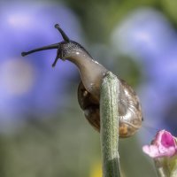 Про улиток :: Владимир Колесников