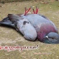 ... :: Ольга Митрофанова