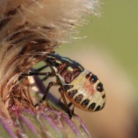 ...И в блёстках :: Владилен Панченко