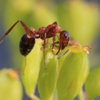 В поисках нектара :: Владилен Панченко В поисках нектара :: Владилен Панченко