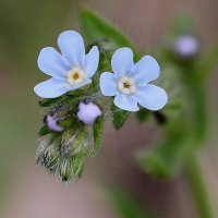 Сорное растение - липучка растопыренная :: Наталья Лунева Сорное растение - липучка растопыренная :: Наталья Лунева