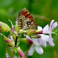 бабочки середины лета 12 :: Александр Прокудин