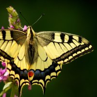 бабочки середины лета 15 :: Александр Прокудин