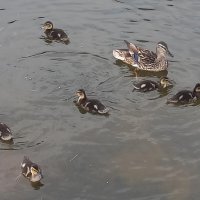 Утята :: Сапсан 