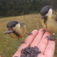 Синицы :: Сапсан 