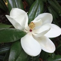 Магнолия ещё цветет :: Татьяна Тюменка