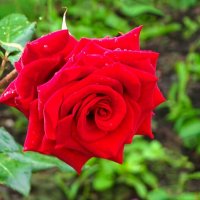 О красоте цветов. :: Милешкин Владимир Алексеевич О красоте цветов. :: Милешкин Владимир Алексеевич