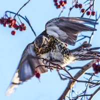 Дрозд :: SanSan 