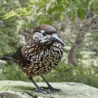 Кедровка :: SanSan 