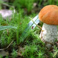 Зайц откусил цветок северной орхидеи. Рядом- нетронутый гриб! :: Владимир Зайц откусил цветок северной орхидеи. Рядом- нетронутый гриб! :: Владимир