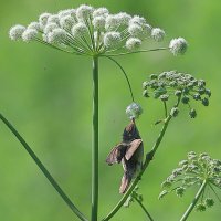 *** :: Владилен Панченко