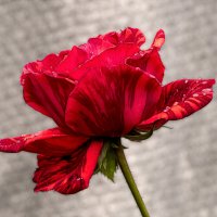 Роза :: Игорь Сикорский