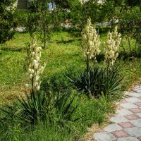 Юкка :: Анатолий Чикчирный