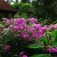 Флоксы цветут :: Людмила Смородинская