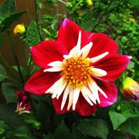 Красавица георгина :: Людмила Смородинская