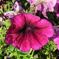 Петуния :: PRP 