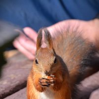 Белка :: Константин Анисимов