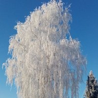 *** :: Шу Юншен *** :: Шу Юншен