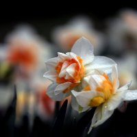 Апрель :: Михаил Бибичков Апрель :: Михаил Бибичков