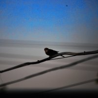 На фоне неба :: Юрий Гайворонскiий На фоне неба :: Юрий Гайворонскiий