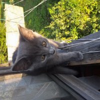 маленький канатоходец :: Галина Флора