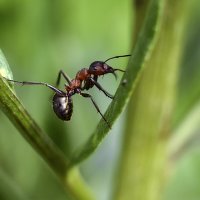 Гимнаст :: Геннадий Супрун