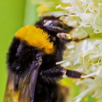 Шмель степной :: Светлана SvetNika17 Шмель степной :: Светлана SvetNika17