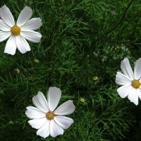 Космея :: Рита Симонова Космея :: Рита Симонова