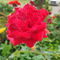 ,,, :: Сергей Тимоновский