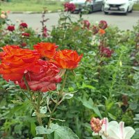 ,,, :: Сергей Тимоновский