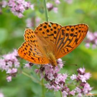 Большая перламутровка на душице :: Андрей Заломленков Большая перламутровка на душице :: Андрей Заломленков