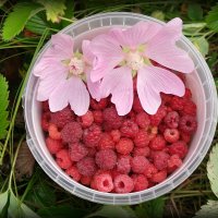 Запомним июль малиновый! :: Андрей Заломленков