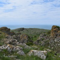 Природа Крыма :: Amazing Cosmea