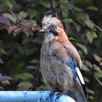 сойка :: ИННА ПОРОХОВА сойка :: ИННА ПОРОХОВА