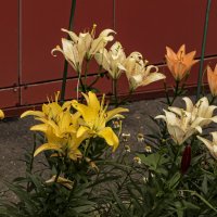 Время лилий. :: Петр Беляков