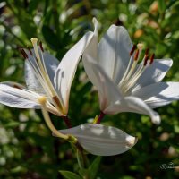 "Опавший"© :: Владимир Макаров