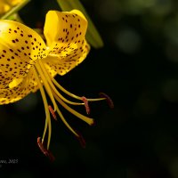 Жёлтая тигровая лилия :: Александр Синдерёв