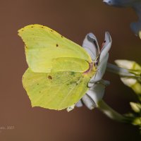 Лимонница спряталась в цветке флокса :: Александр Синдерёв