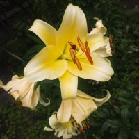 Лилия Honeymoon. :: Борис Калитенко