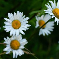 Ромашки :: Ольга Святенко