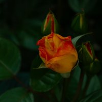 Роза :: Ольга Святенко