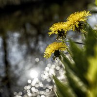 Апрельское. Почти вечернее ;-) :: Алексей Пышненко