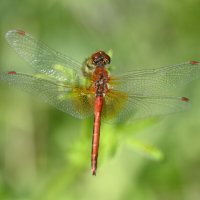Стрекоза :: Ольга 
