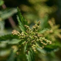 крапива :: Александр Леонов