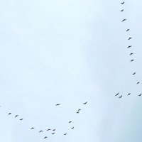 Летящие клином :: Андрей Снегерёв Летящие клином :: Андрей Снегерёв