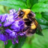 Наслаждается нектаром :: Андрей Снегерёв